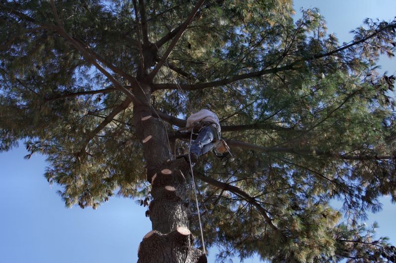 Experienced Arborists in Blue Springs
