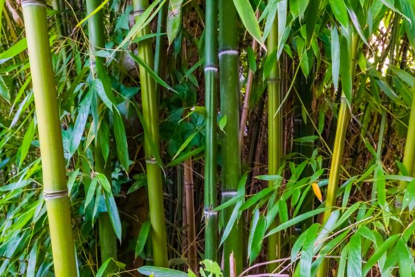 Bamboo Trimming in Blue Springs