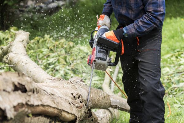 Branch Removal Service in Blue Springs