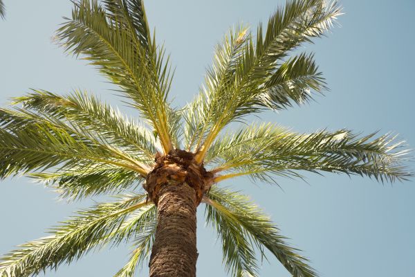 Palm Tree Pruning in Blue Springs