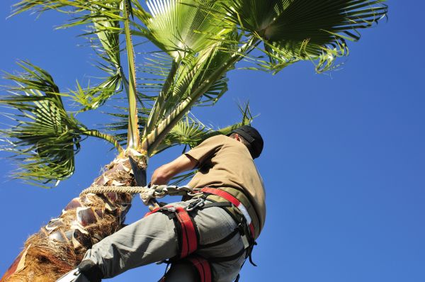 Palm Tree Trimming in Blue Springs
