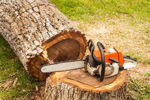 Tree Cutting Service in Blue Springs