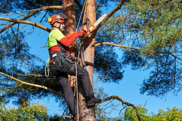 Tree Service in Blue Springs