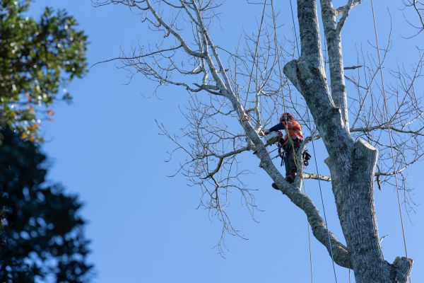 Tree Topping Service in Blue Springs