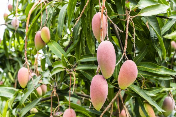 Mango Tree Trimming in Blue Springs