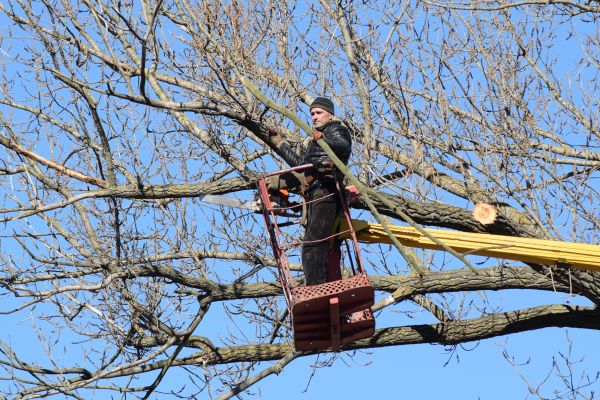 Emergency Tree Trimming in Blue Springs
