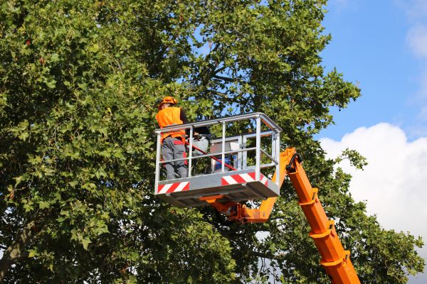 Commercial Tree Service in Blue Springs