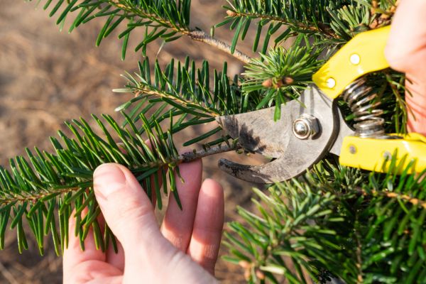 Pine Tree Pruning in Blue Springs
