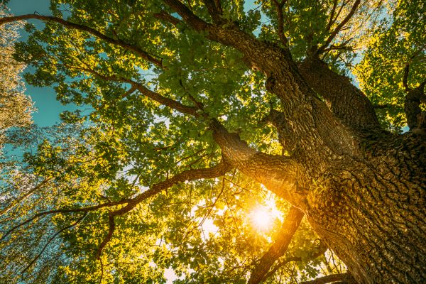 Oak Tree Pruning in Blue Springs