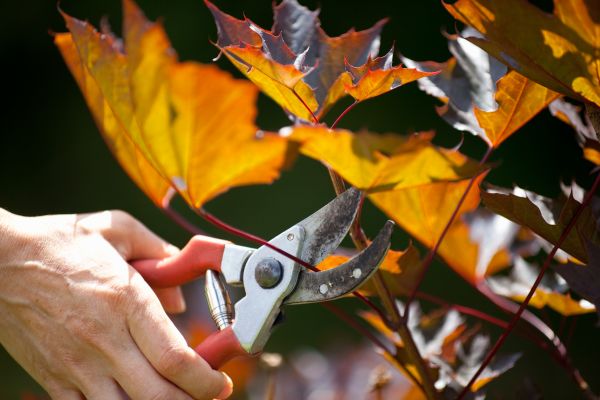 Maple Tree Pruning in Blue Springs