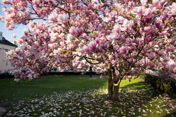 Magnolia Tree Pruning in Blue Springs