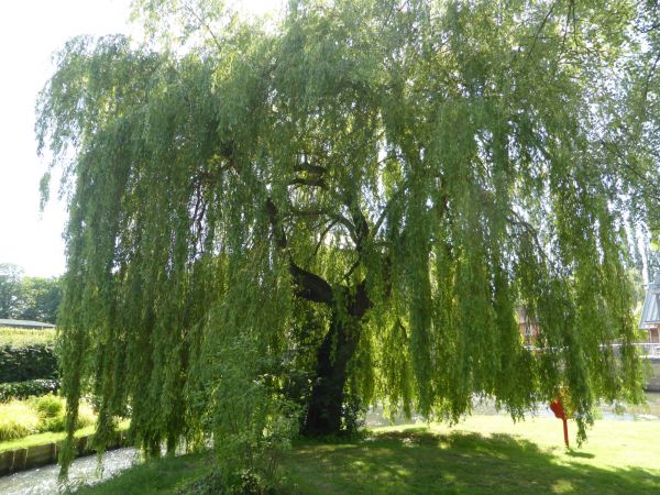 Willow Tree Trimming in Blue Springs