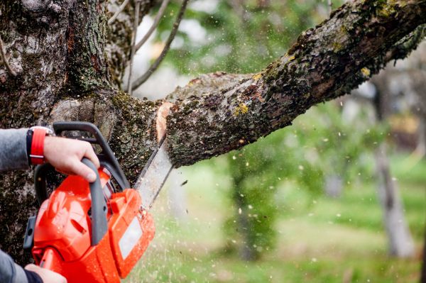 Tree Limbs Removal in Blue Springs