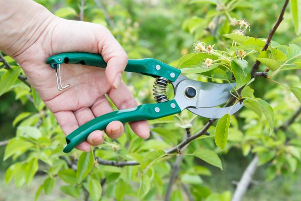 Pear Tree Pruning in Blue Springs