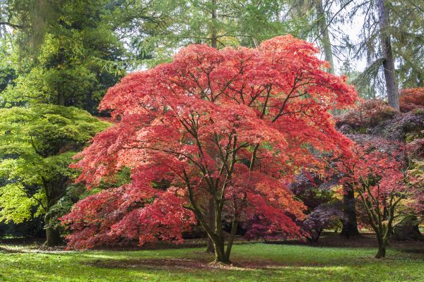 Japanese Maple Pruning in Blue Springs