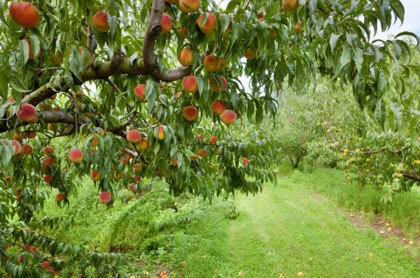 Peach Tree Pruning in Blue Springs