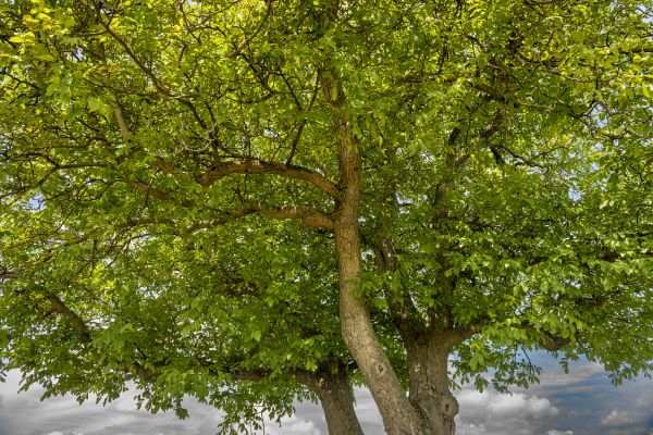 Walnut Tree Trimming in Blue Springs