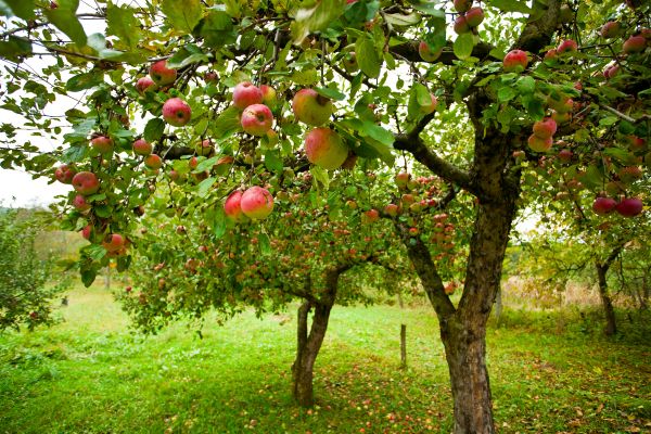 Apple Tree Pruning in Blue Springs