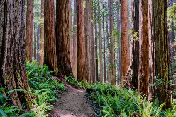 Redwood Tree Trimming in Blue Springs