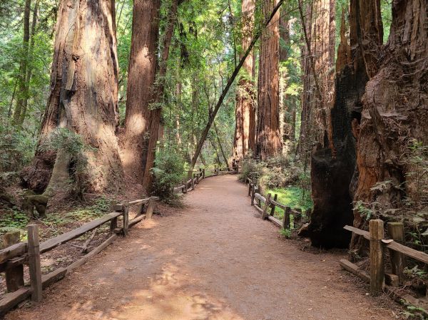 Redwood Tree Pruning in Blue Springs