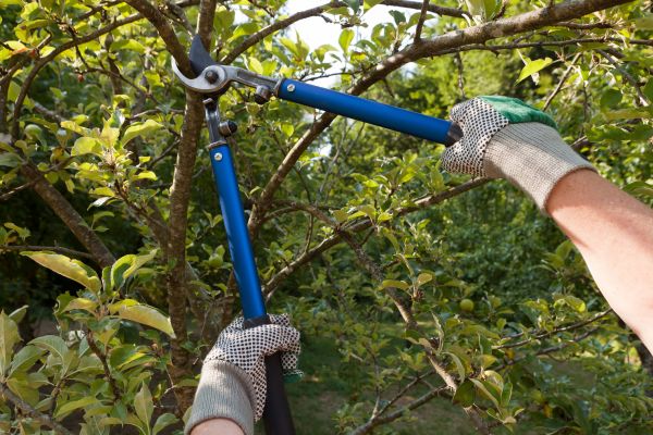 Residential Tree Pruning in Blue Springs
