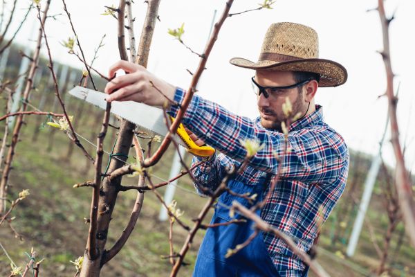 Orchard Tree Pruning in Blue Springs