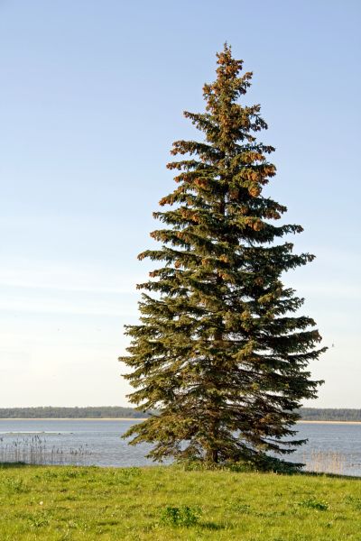 Spruce Tree Pruning in Blue Springs