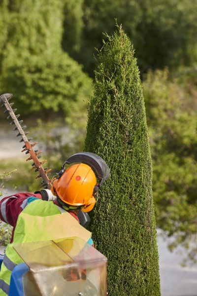 Cypress Tree Trimming in Blue Springs