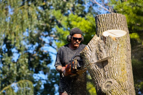 Ash Tree Pruning in Blue Springs