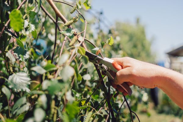 Birch Tree Pruning in Blue Springs
