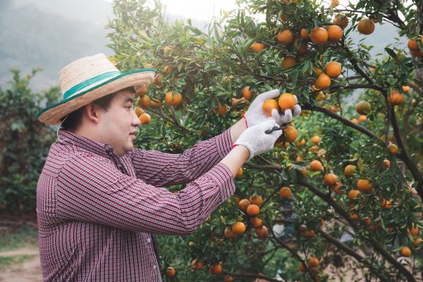 Orange Tree Pruning in Blue Springs