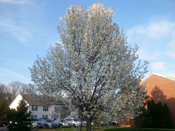 Bradford Pear Tree Pruning in Blue Springs