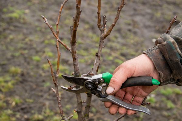 Pear Trees Pruning in Blue Springs