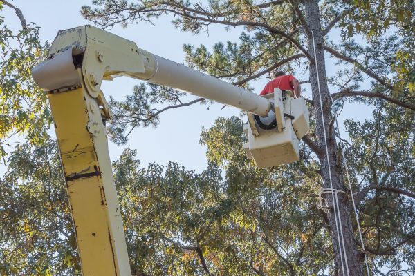 Limbs Trimming in Blue Springs