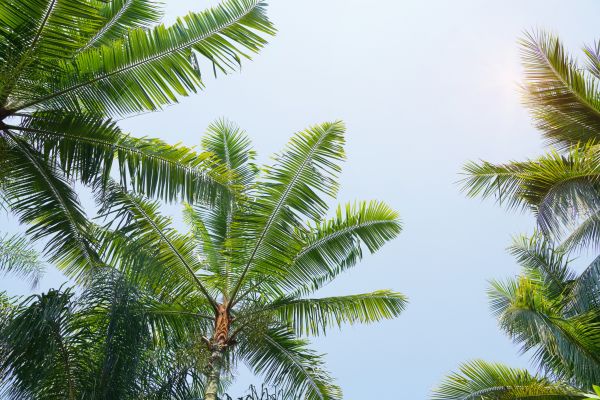 Queen Palm Tree Trimming in Blue Springs
