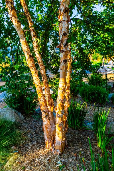 River Birch Trimming in Blue Springs