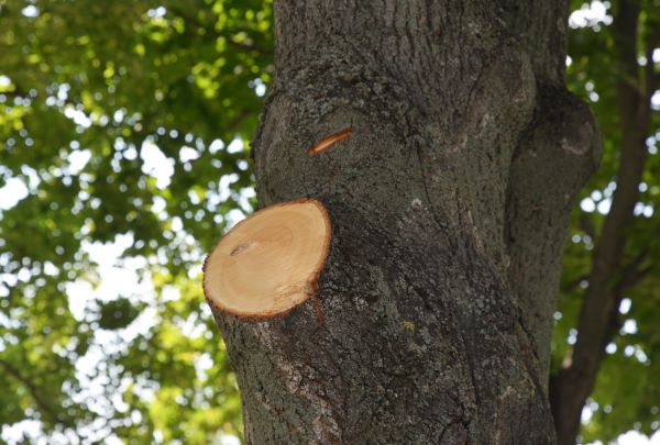 Limb Cutting in Blue Springs