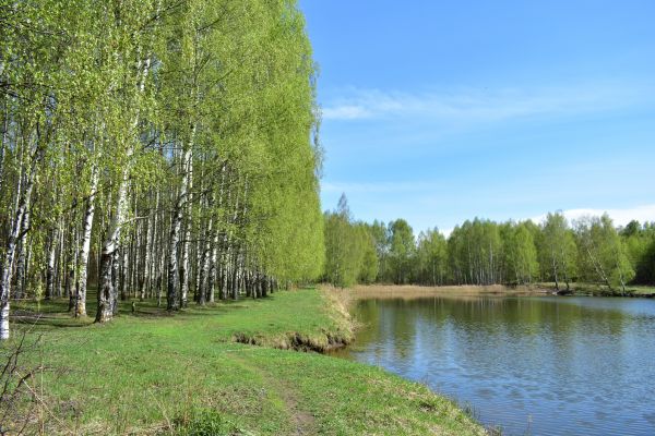 River Birch Pruning in Blue Springs