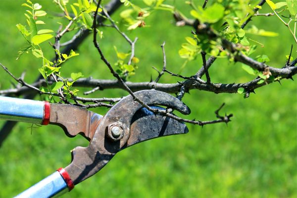 Branches Pruning in Blue Springs