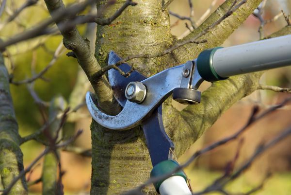 Tree Limb Trimming Service in Blue Springs