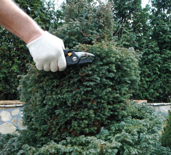 Ornamental Tree Trimming in Blue Springs