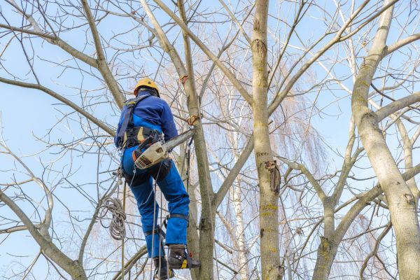 Large Tree Trimming in Blue Springs