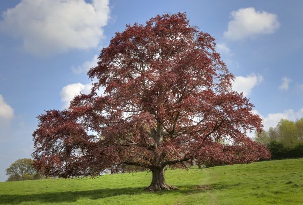 Beech Tree Pruning in Blue Springs