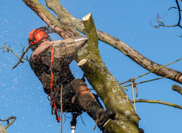 Tree Trimming Service in Blue Springs