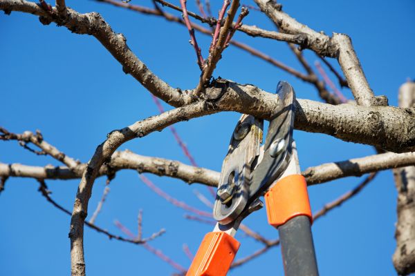 Tree Pruning in Blue Springs