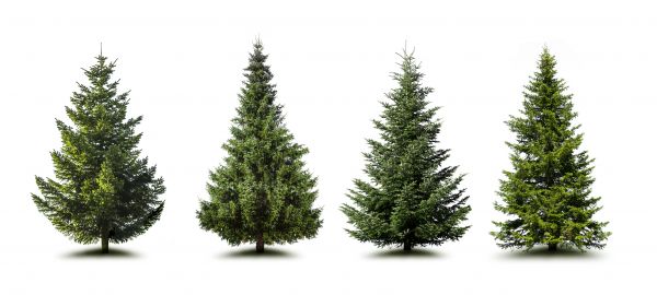 Cost of Pine Tree Trimming in Blue Springs
