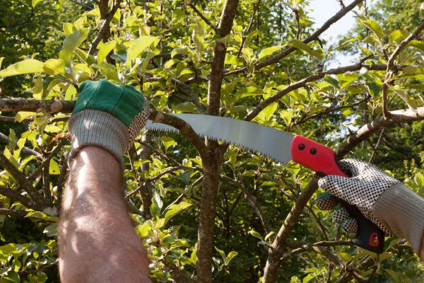 Apple Tree Trimming in Blue Springs